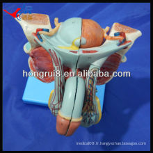 Modèle anatomique avancé de l&#39;ISO des organes génitaux masculins